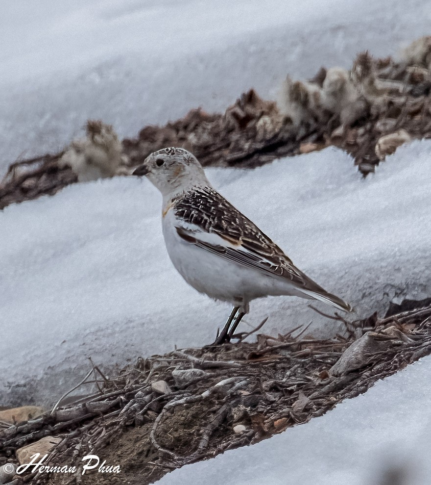 sněhule severní - ML652630191