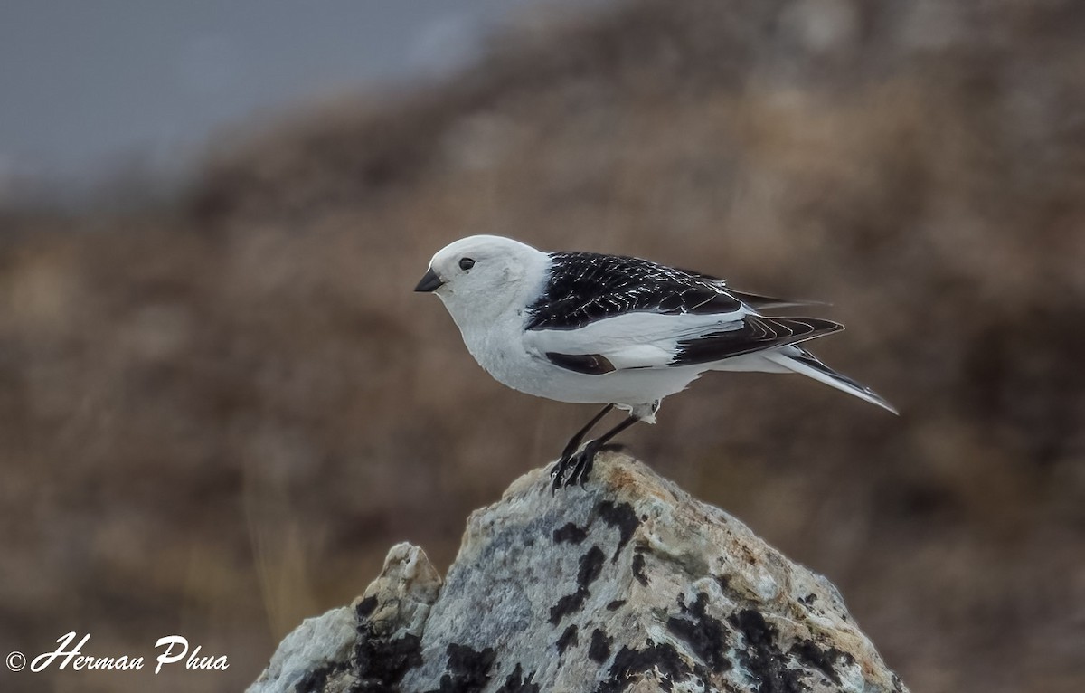 sněhule severní - ML652630192