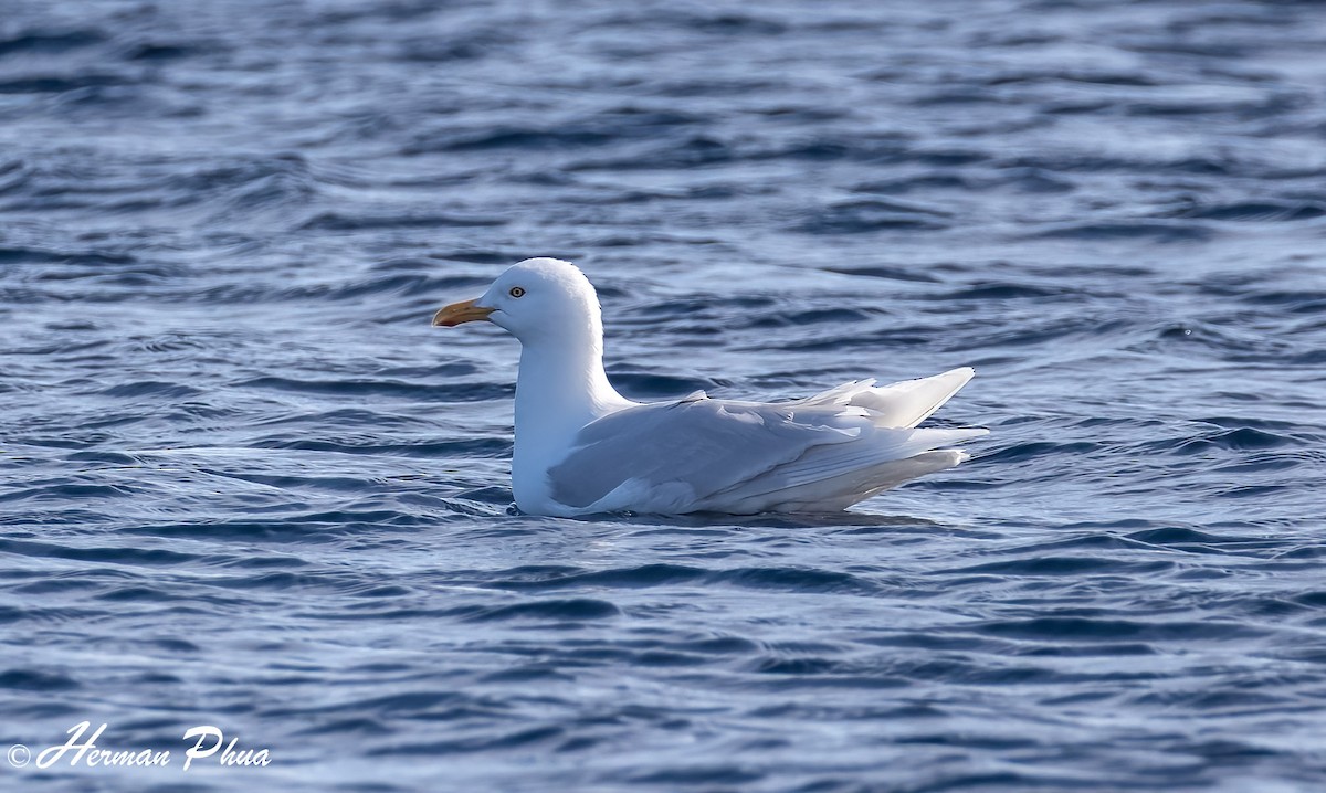 racek šedý - ML652630206