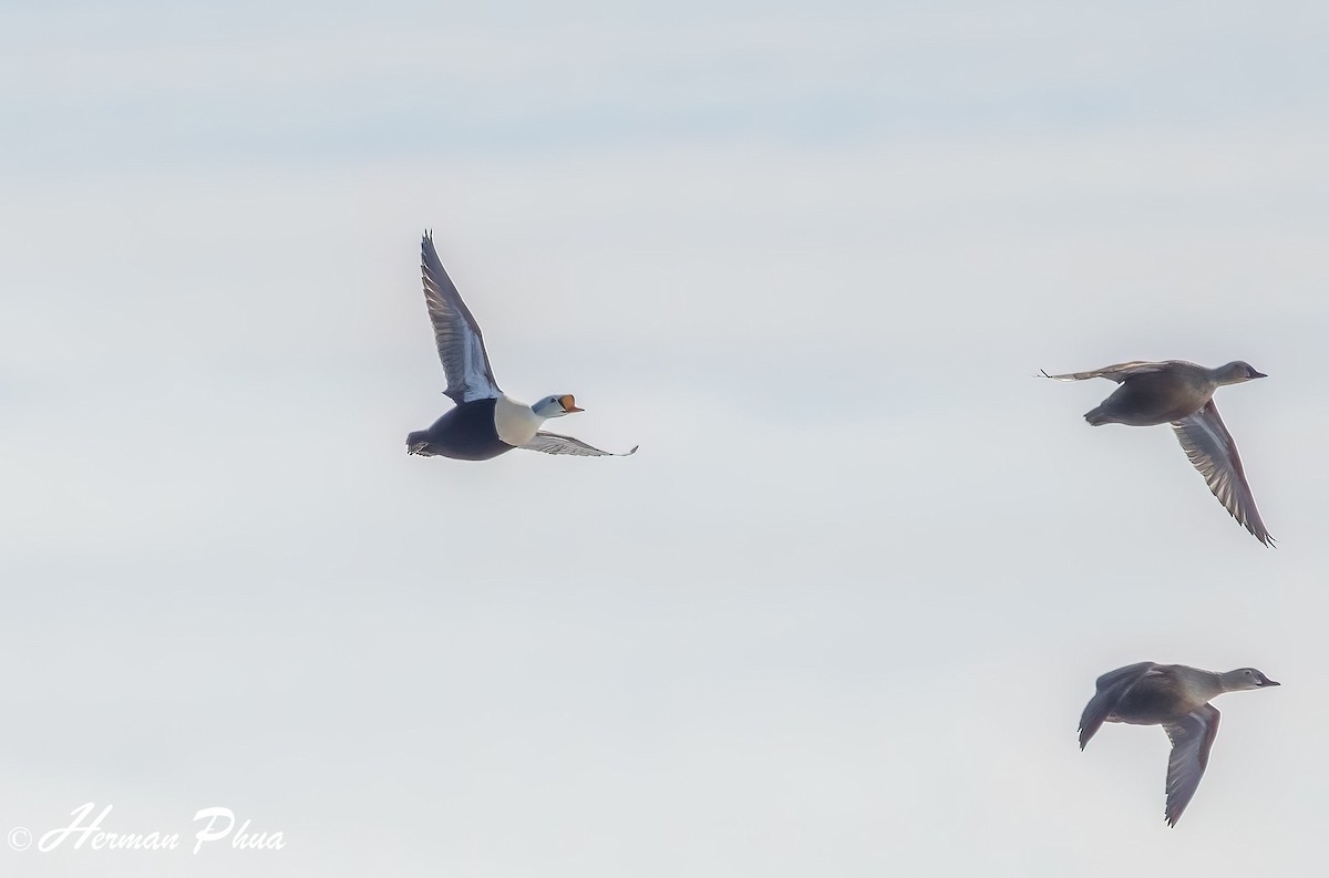 kajka královská - ML652630224