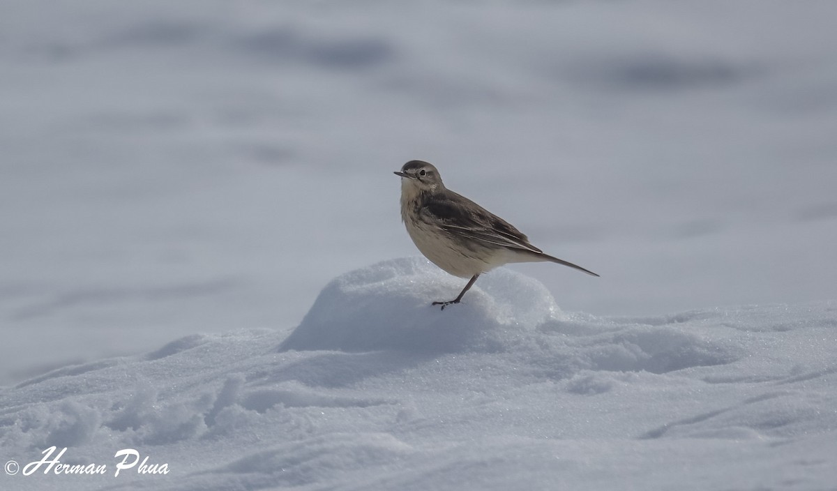 linduška tundrová - ML652630273