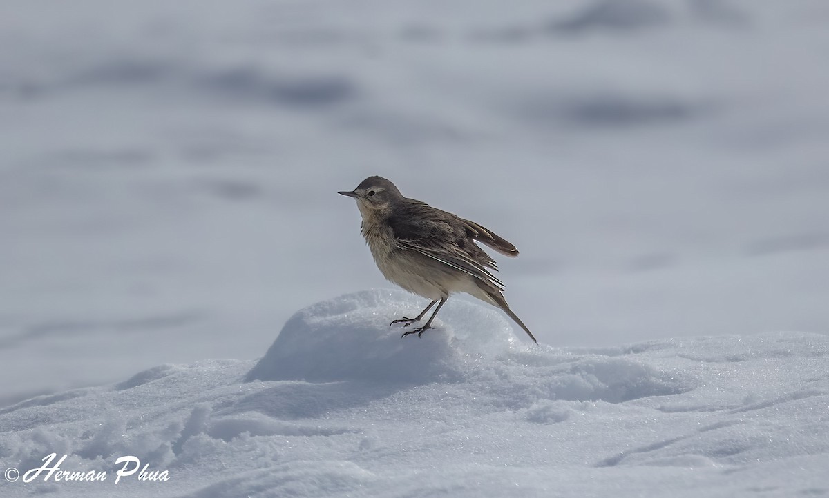 linduška tundrová - ML652630274