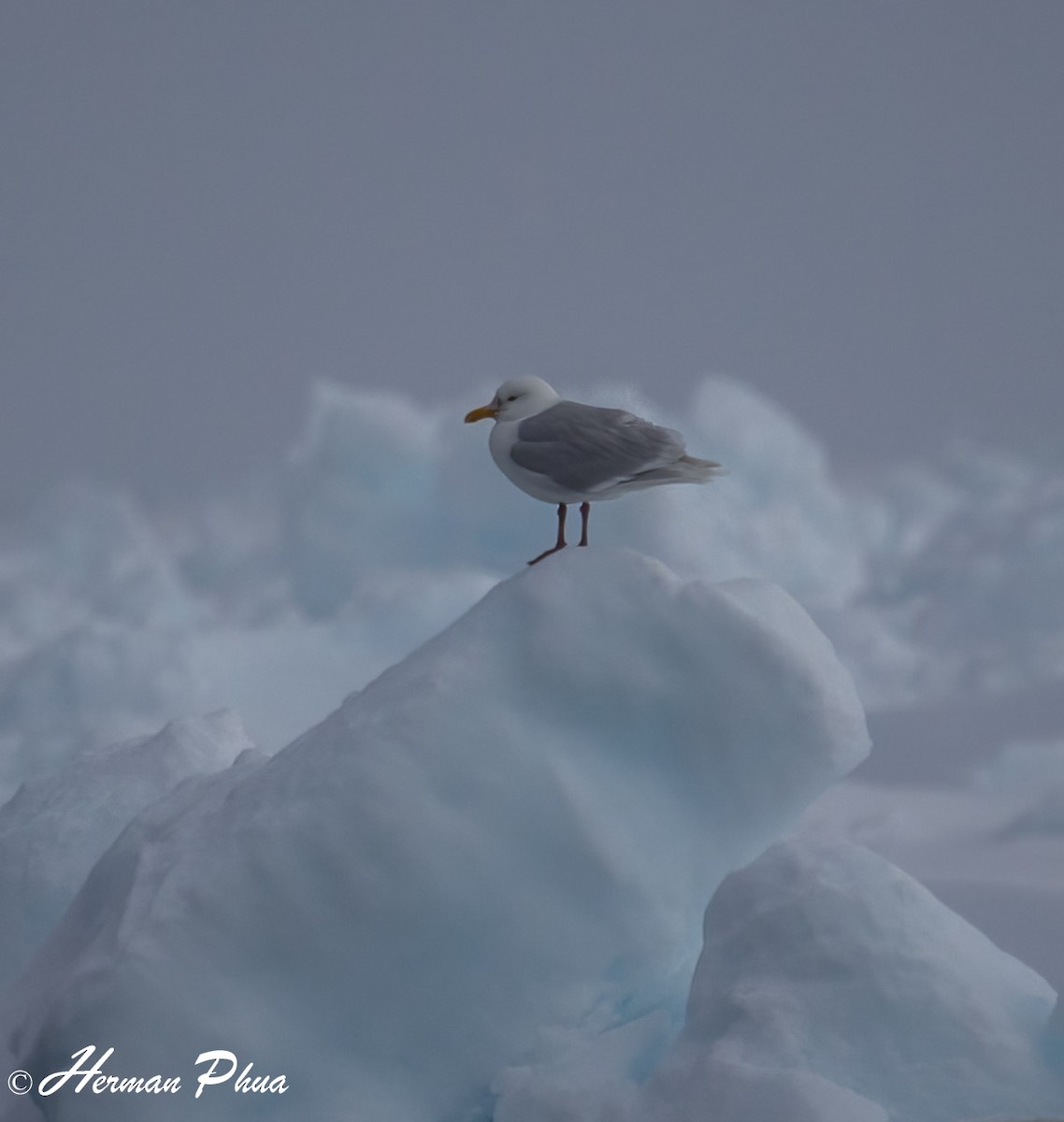 racek šedý - ML652630300