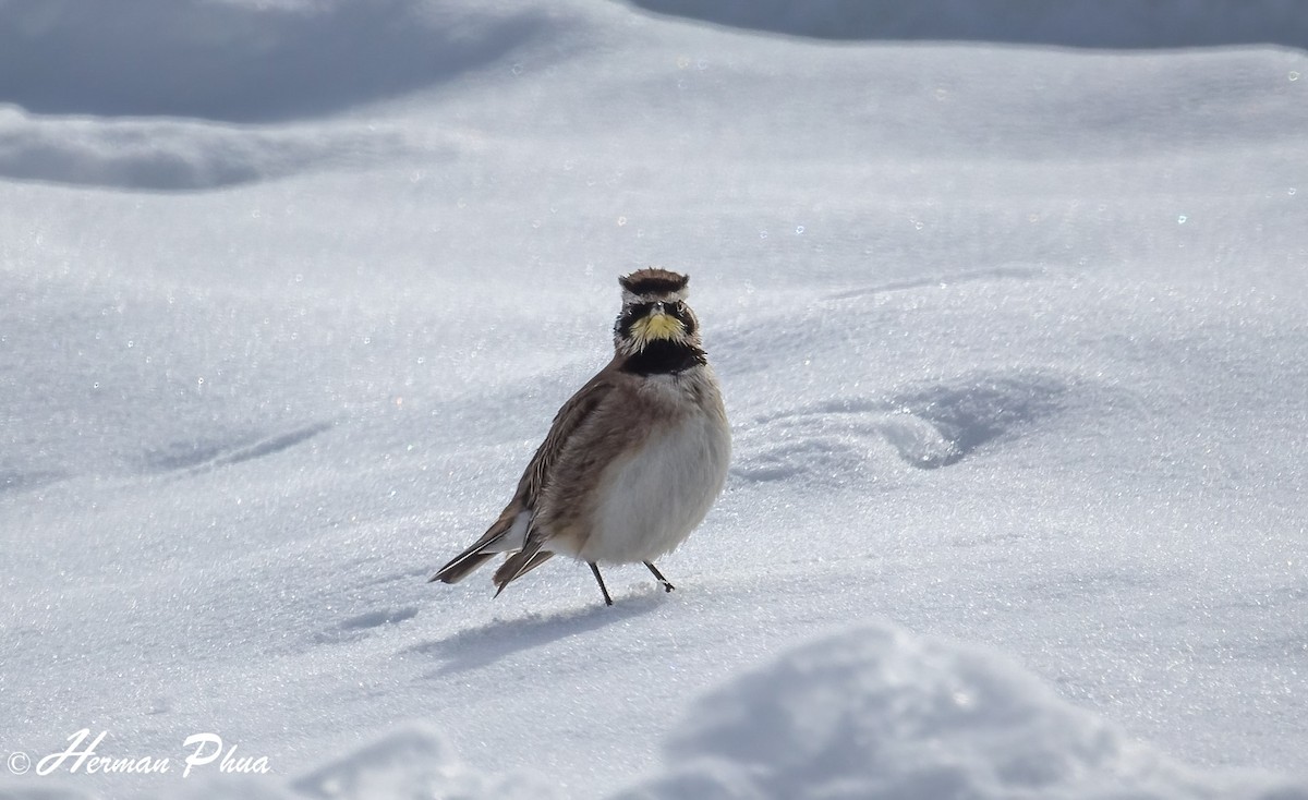 skřivan ouškatý - ML652630358