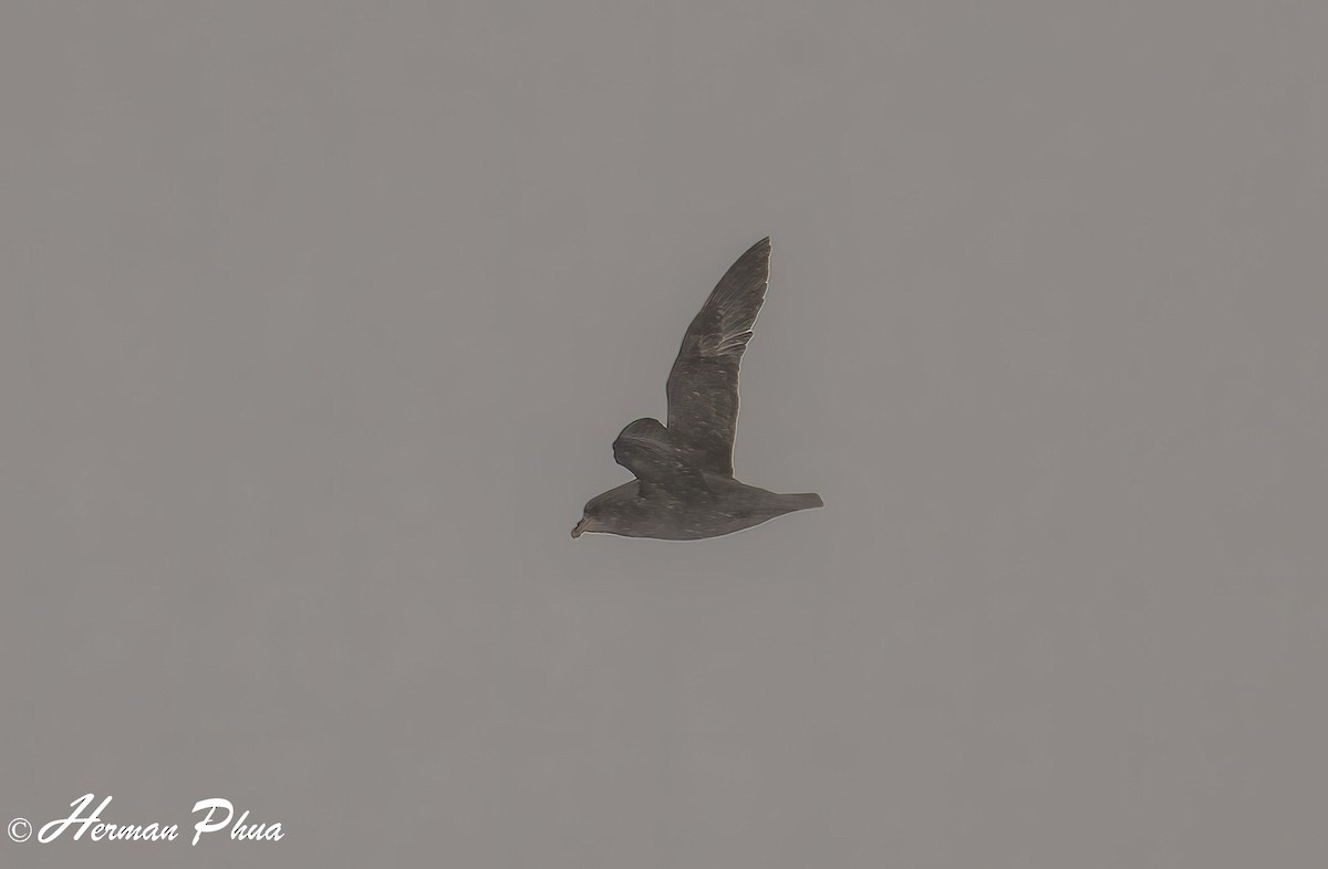 buřňák lední - ML652630372