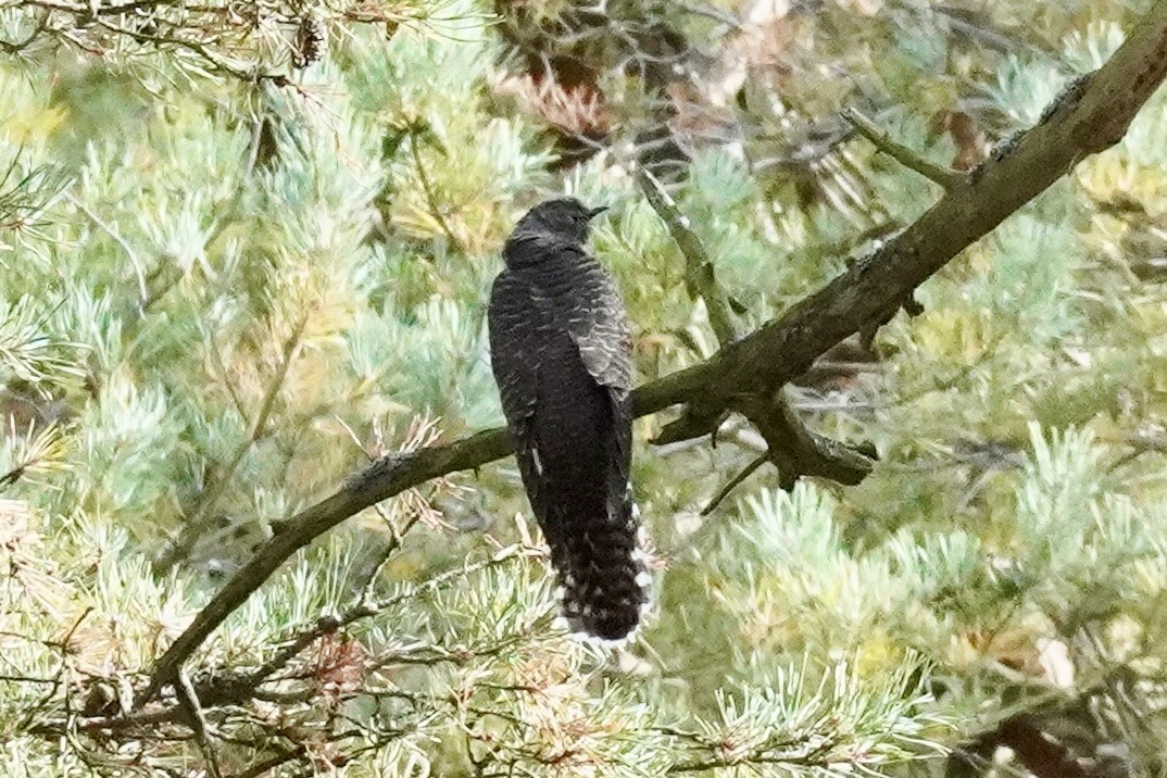 Common Cuckoo - ML652630572