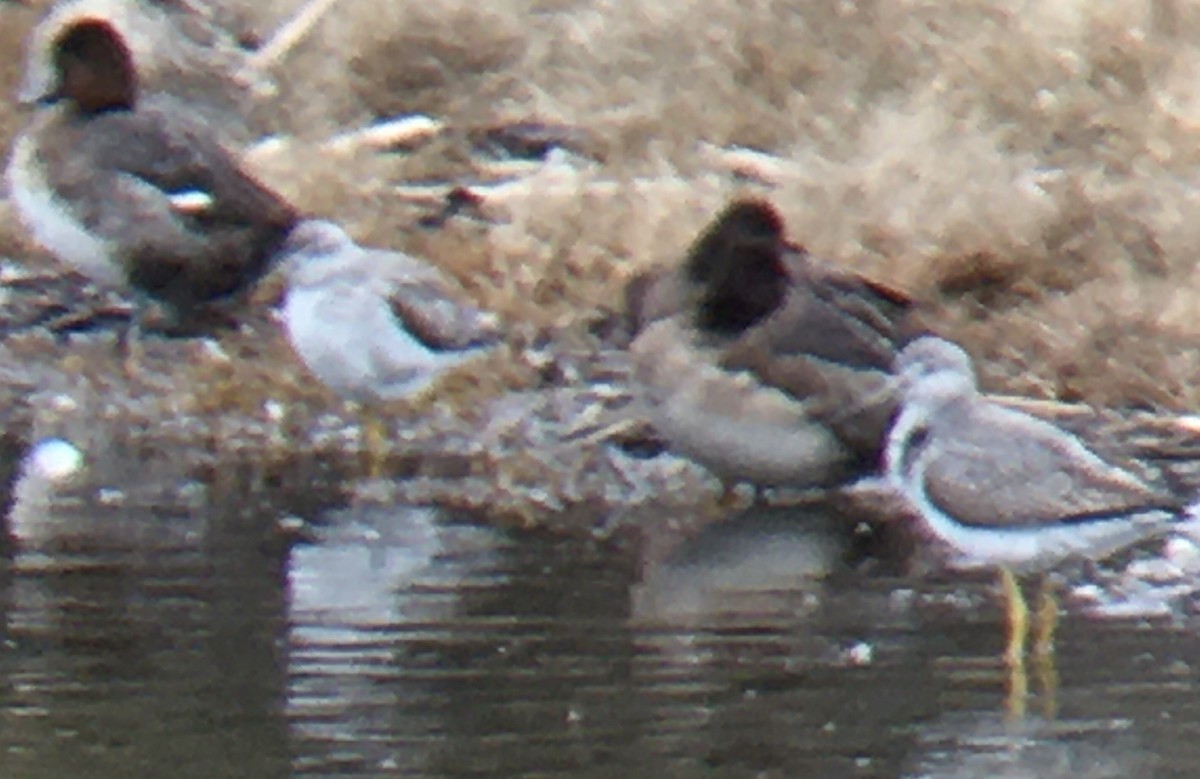 Tüpfelgelbschenkel - ML652630631