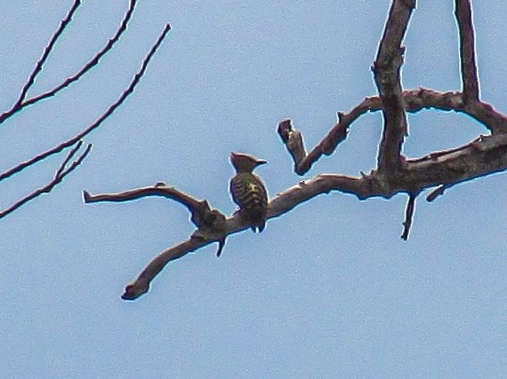 ヒメカレハゲラ - ML652630963