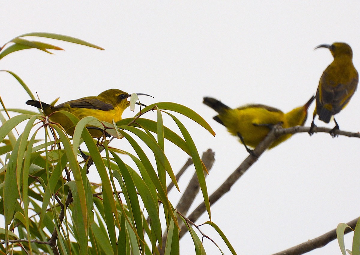 Sahul Sunbird - ML652631008