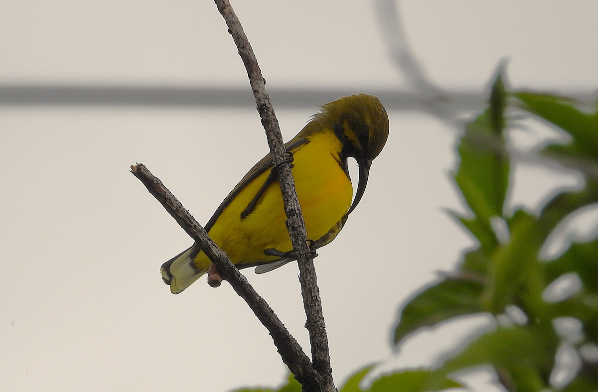 Sahul Sunbird - ML652631010