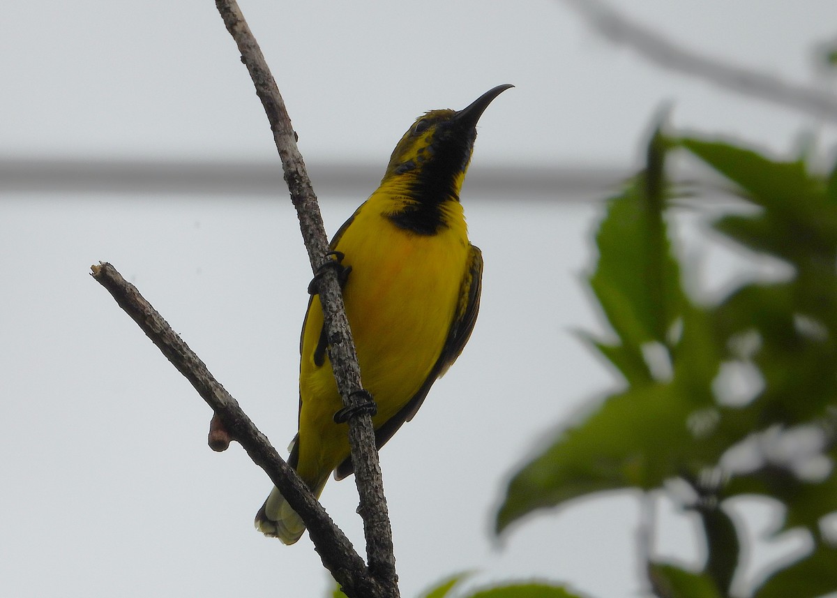 Sahul Sunbird - ML652631011