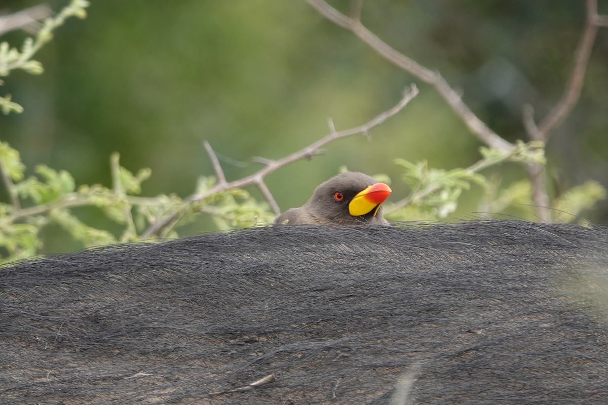 Yellow-billed Oxpecker - ML652631039