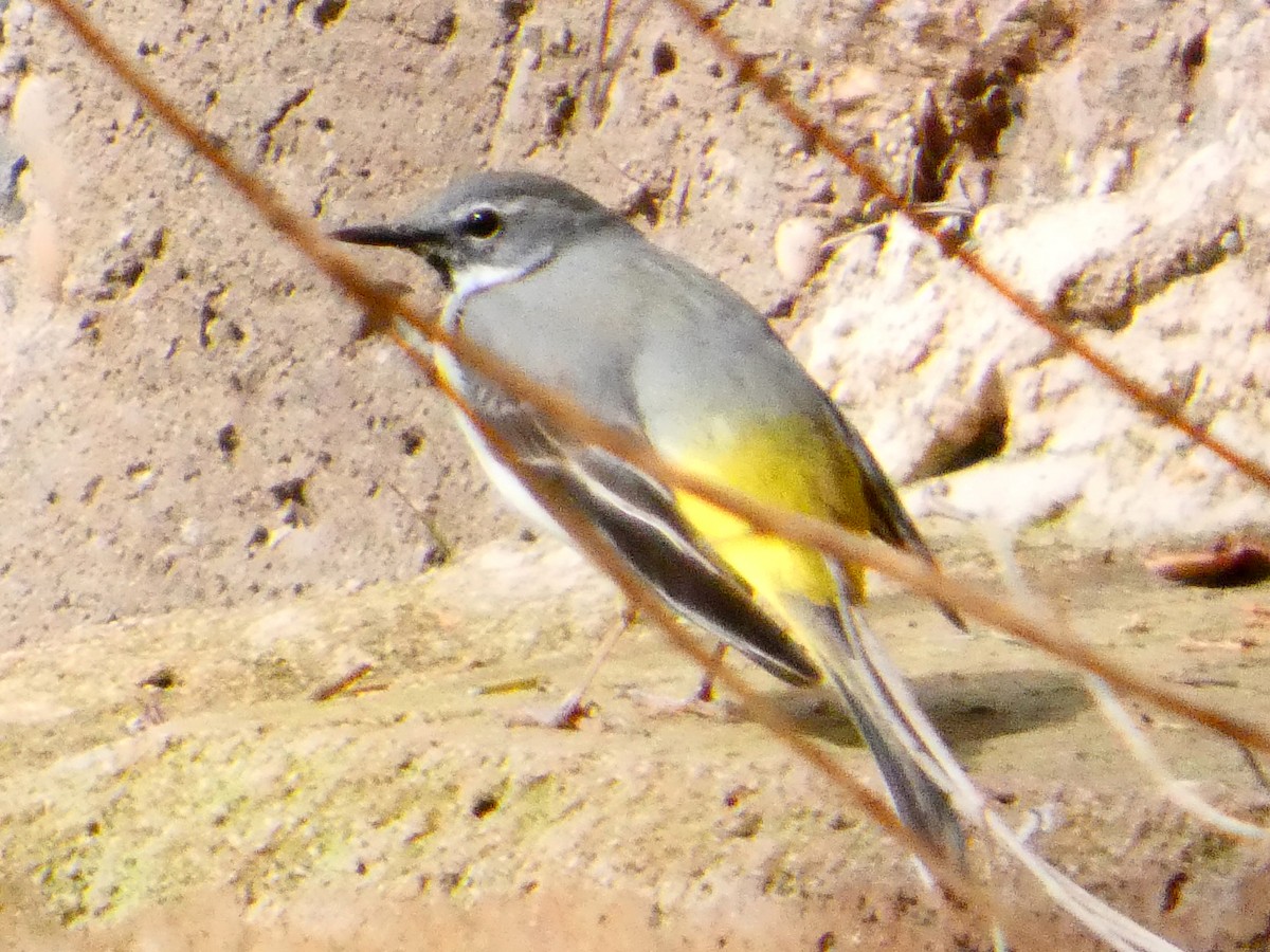 Плиска гірська - ML652631190