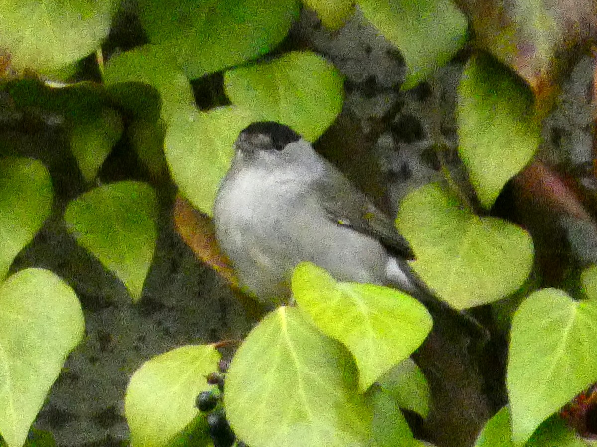 Кропив'янка чорноголова - ML652631204