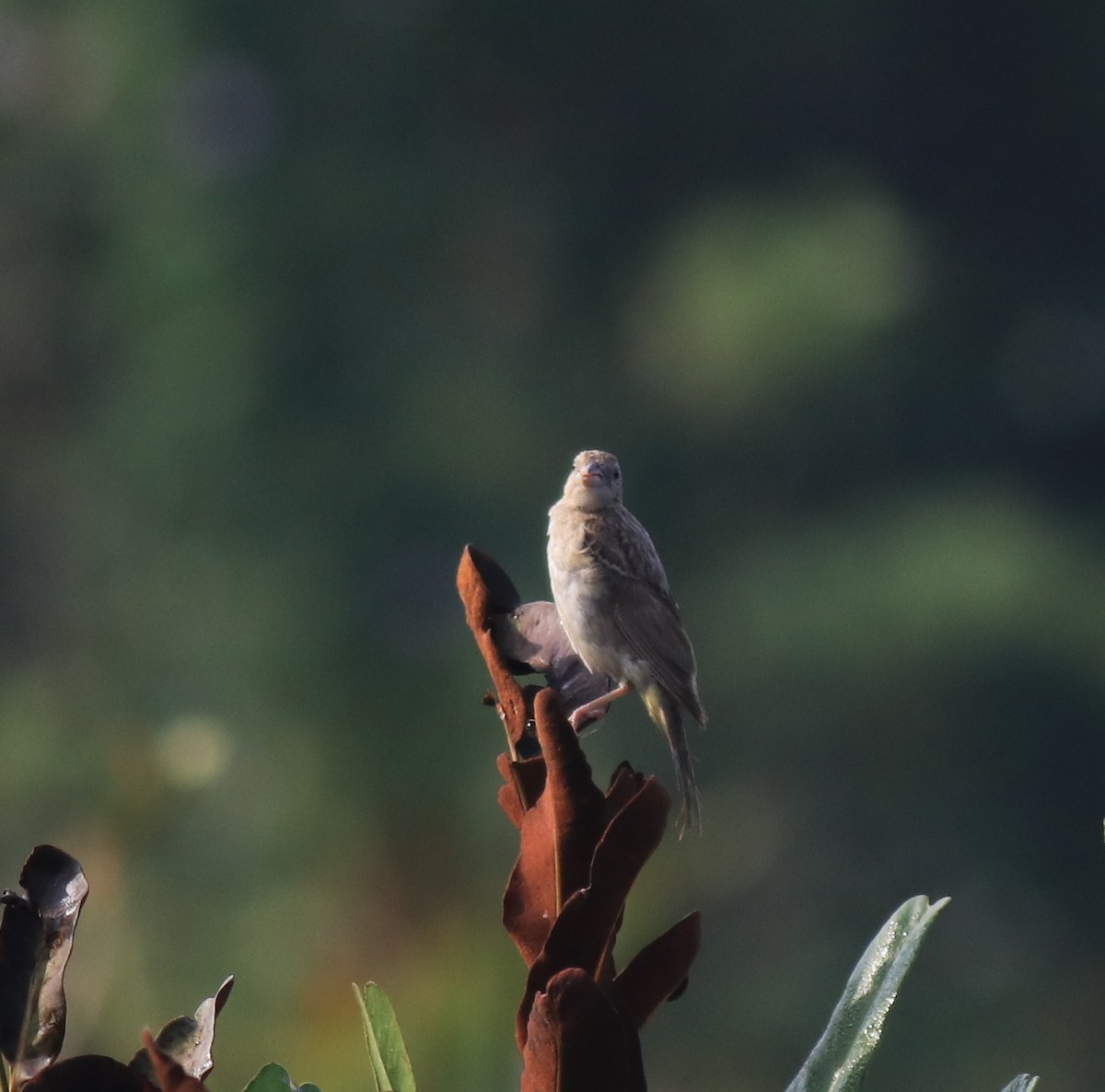 páv korunkatý - ML652631350