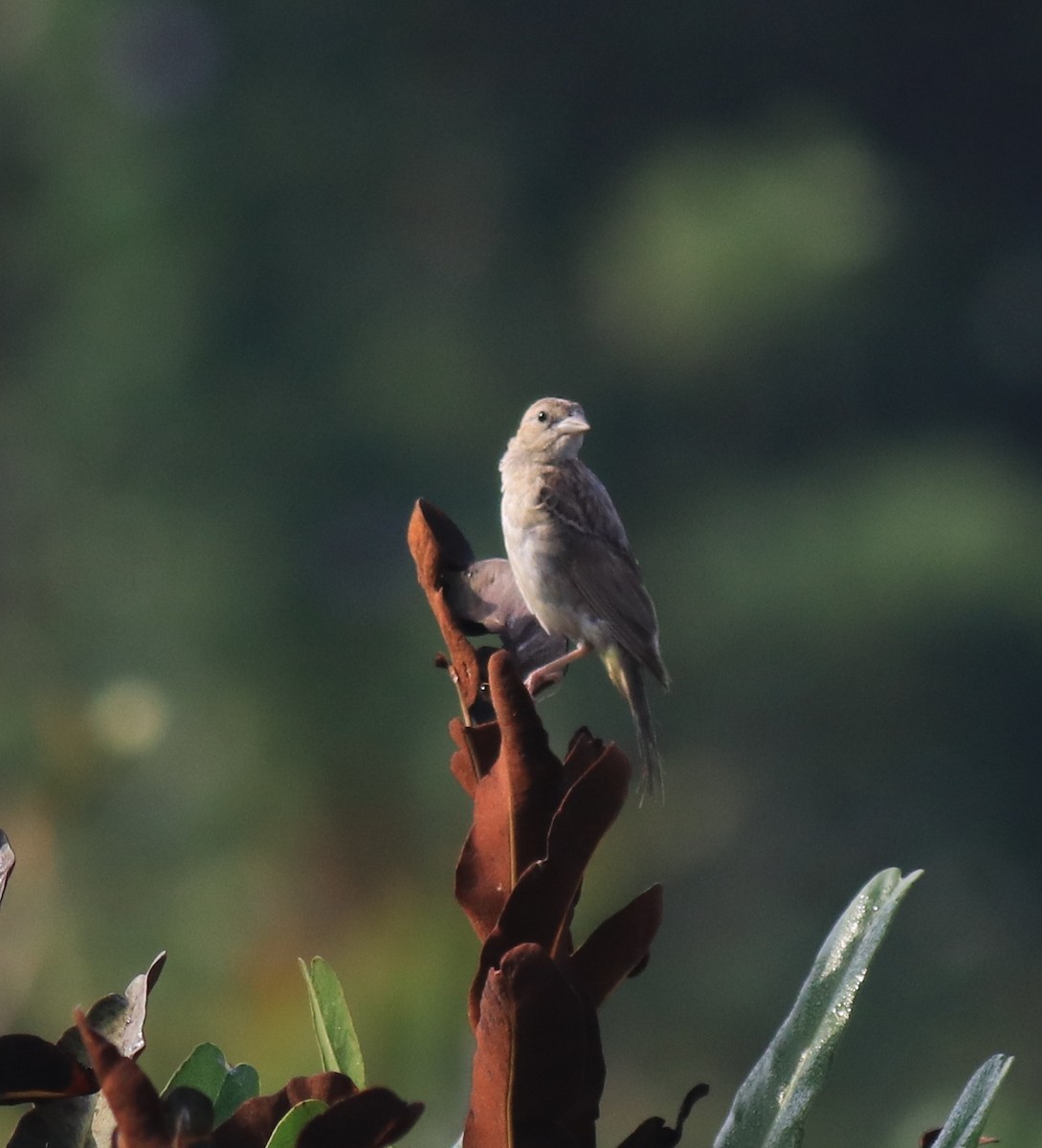 páv korunkatý - ML652631352