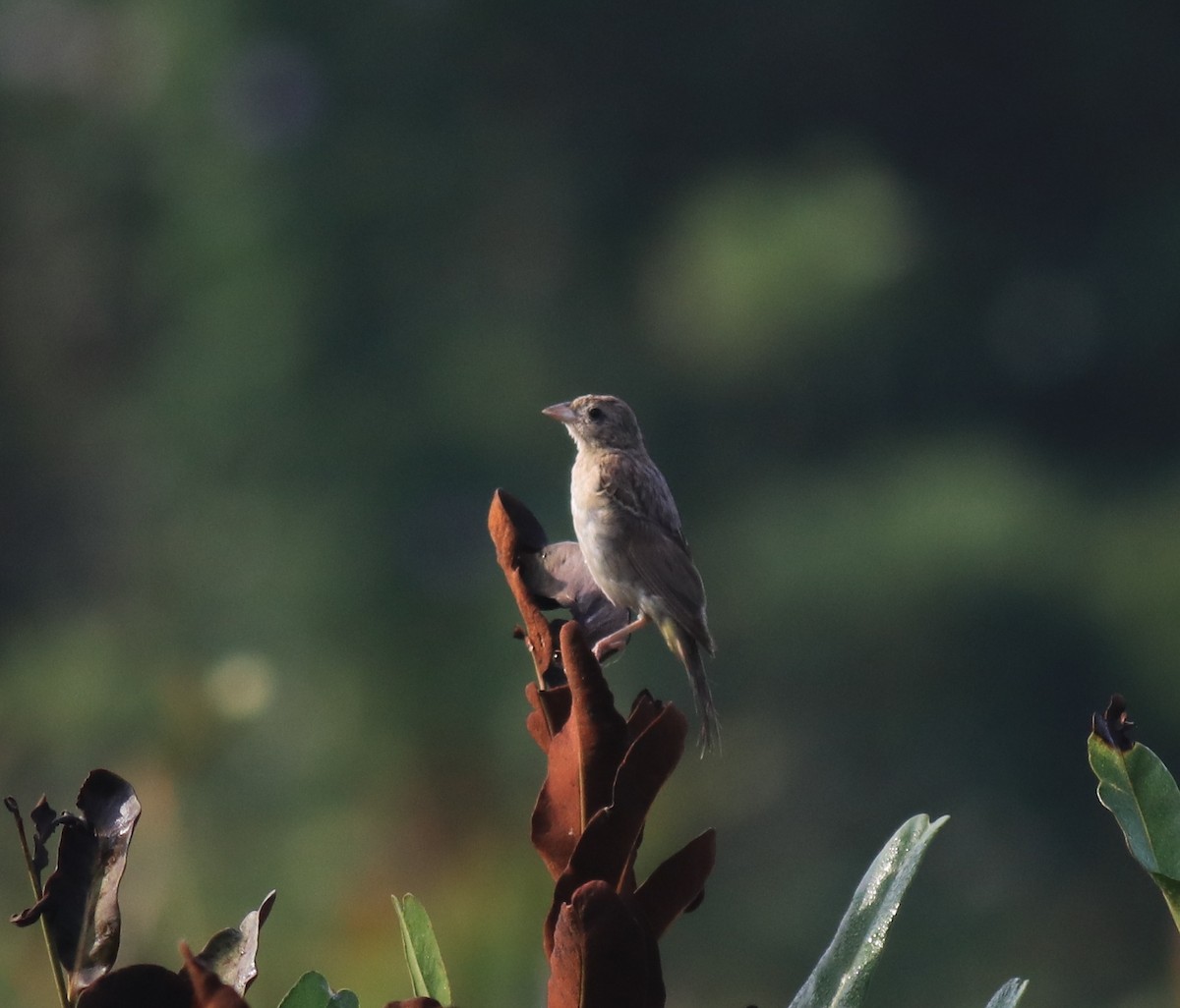 páv korunkatý - ML652631353