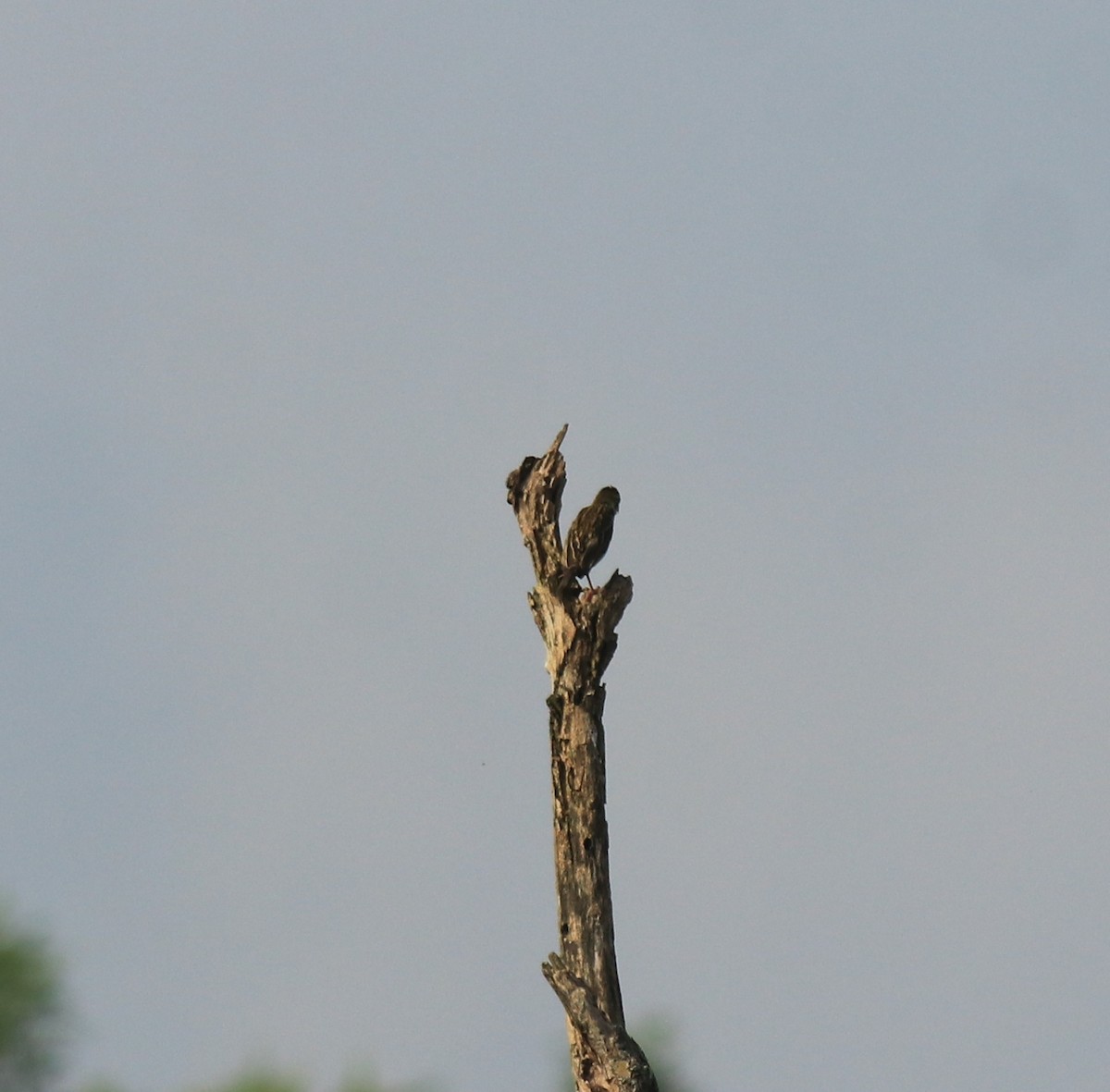 páv korunkatý - ML652631354