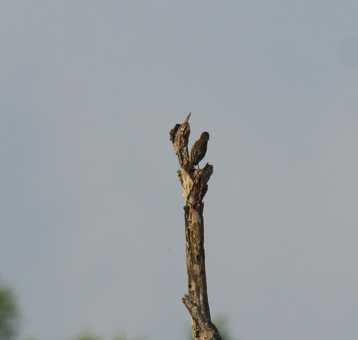 páv korunkatý - ML652631355