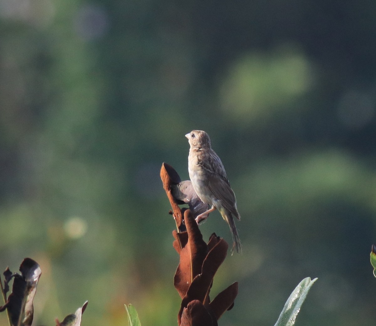 páv korunkatý - ML652631357