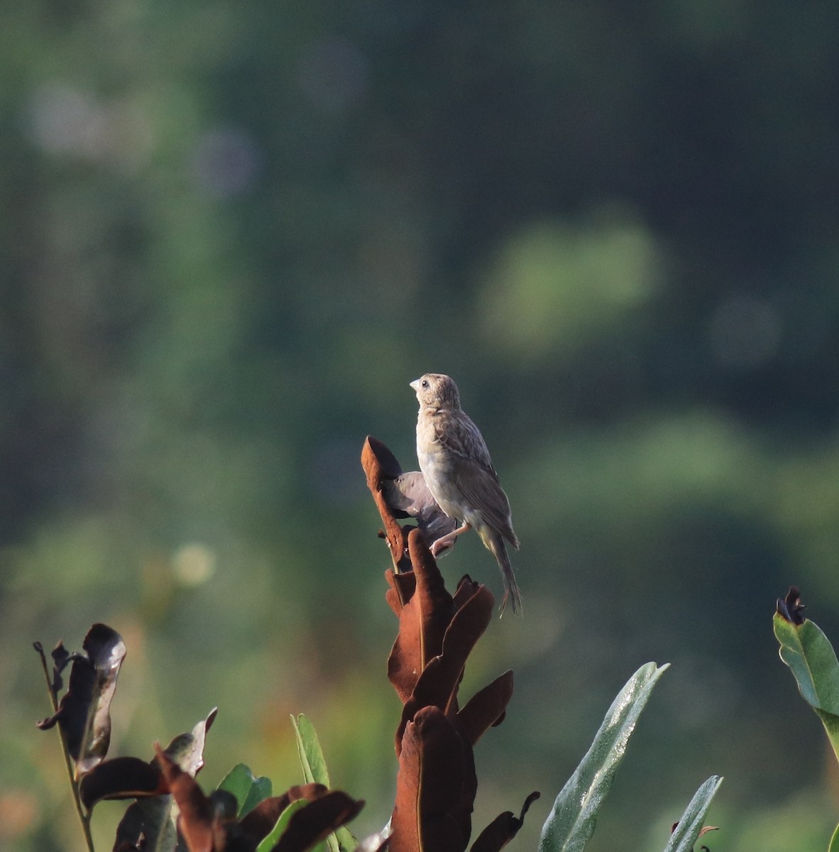 páv korunkatý - ML652631358