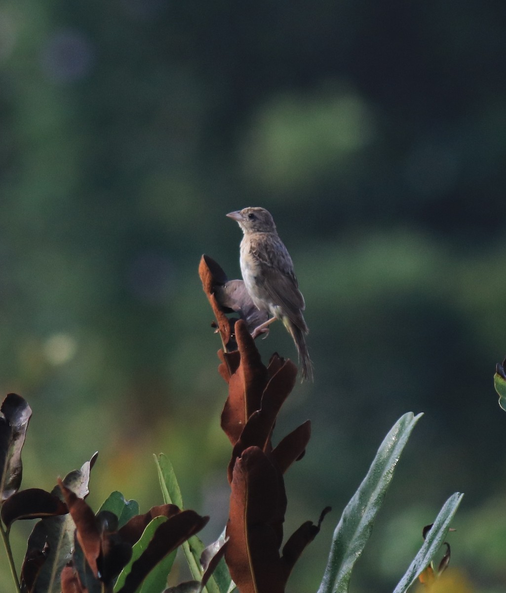 páv korunkatý - ML652631359