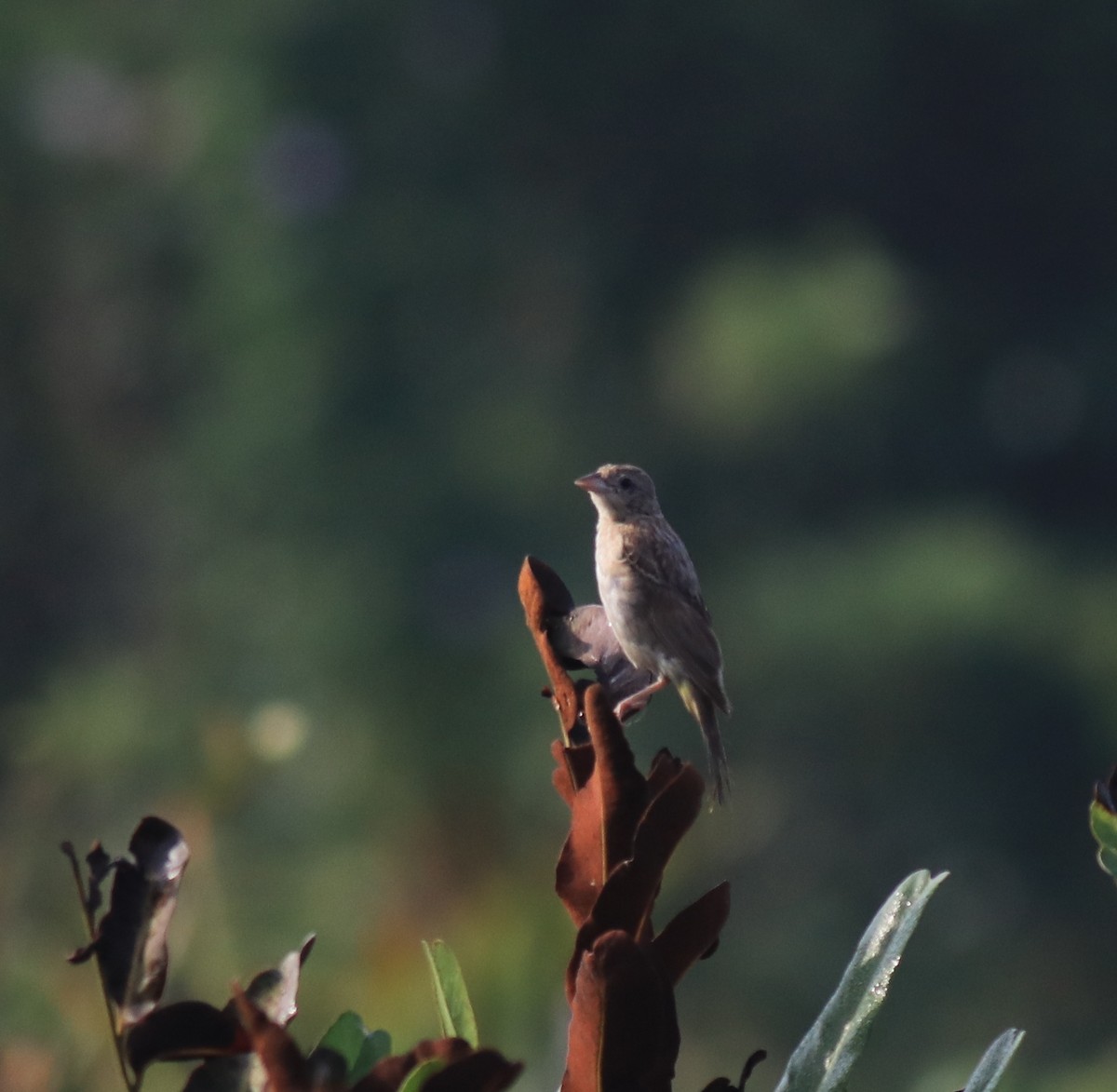 páv korunkatý - ML652631360