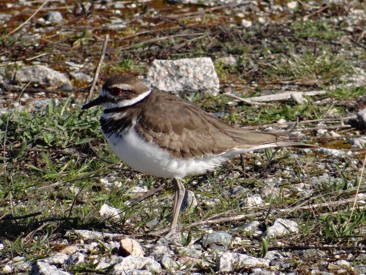 kulík rezavoocasý - ML652631361