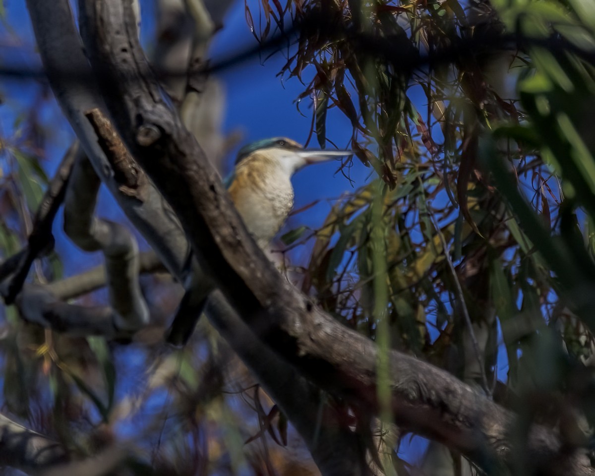 ledňáček posvátný - ML652631363