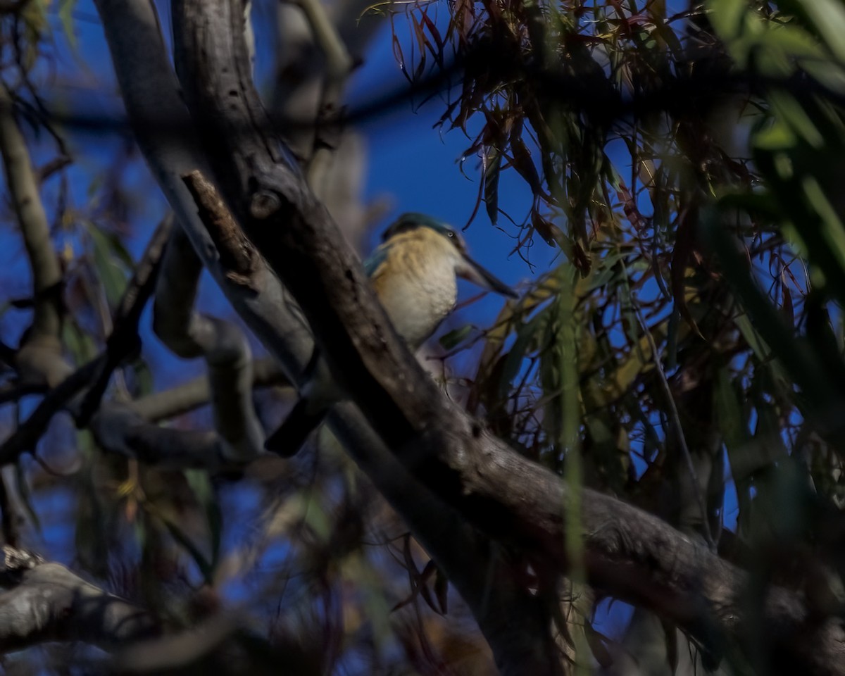 ledňáček posvátný - ML652631364