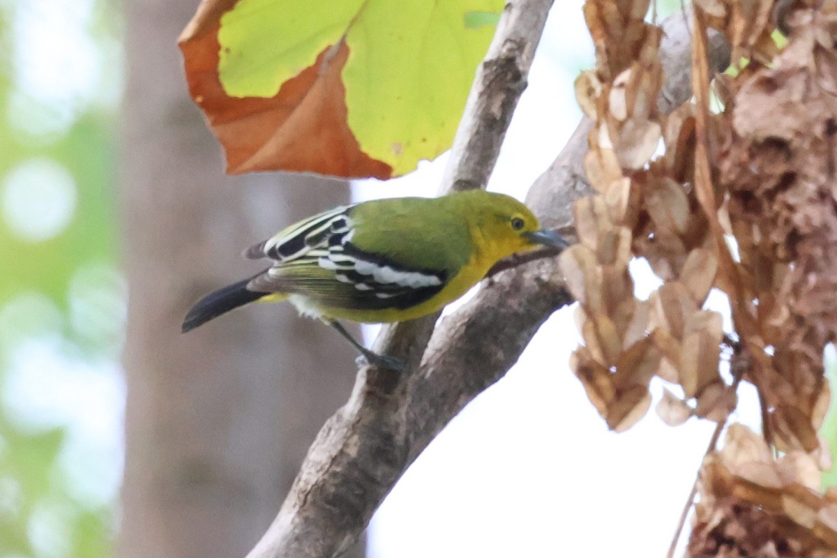 jora černokřídlá - ML652631366