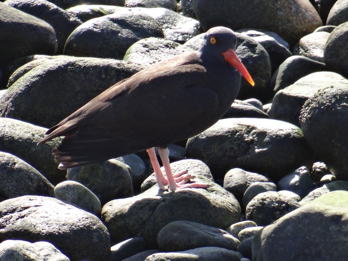 ústřičník západní - ML652631367