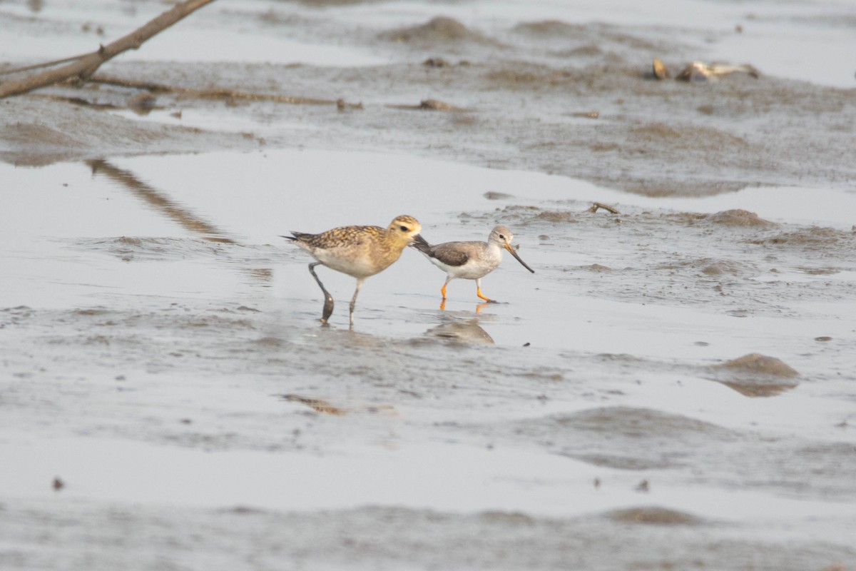 vodouš malý - ML652631368