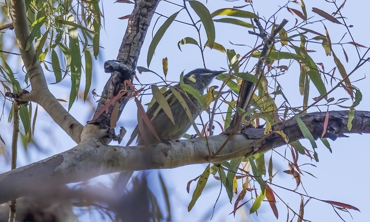 medosavka jasnohlasá - ML652631369