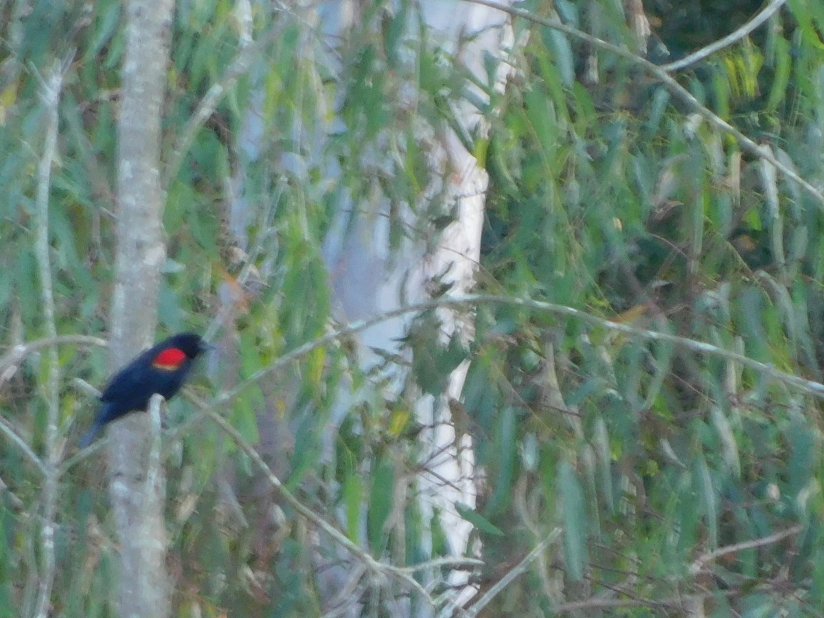 vlhovec červenokřídlý - ML652631370