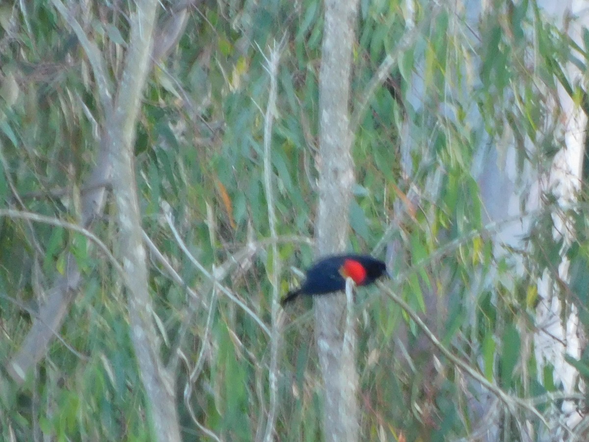 vlhovec červenokřídlý - ML652631371