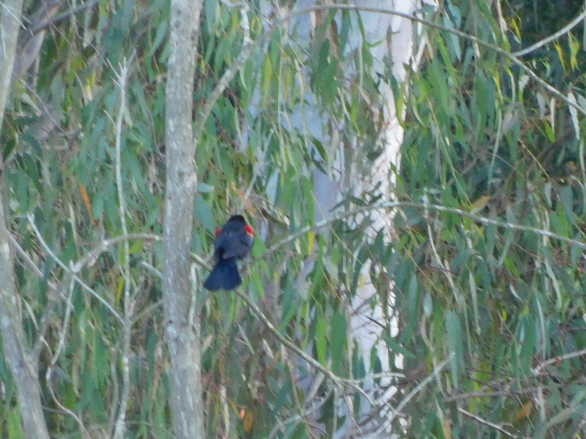 vlhovec červenokřídlý - ML652631372