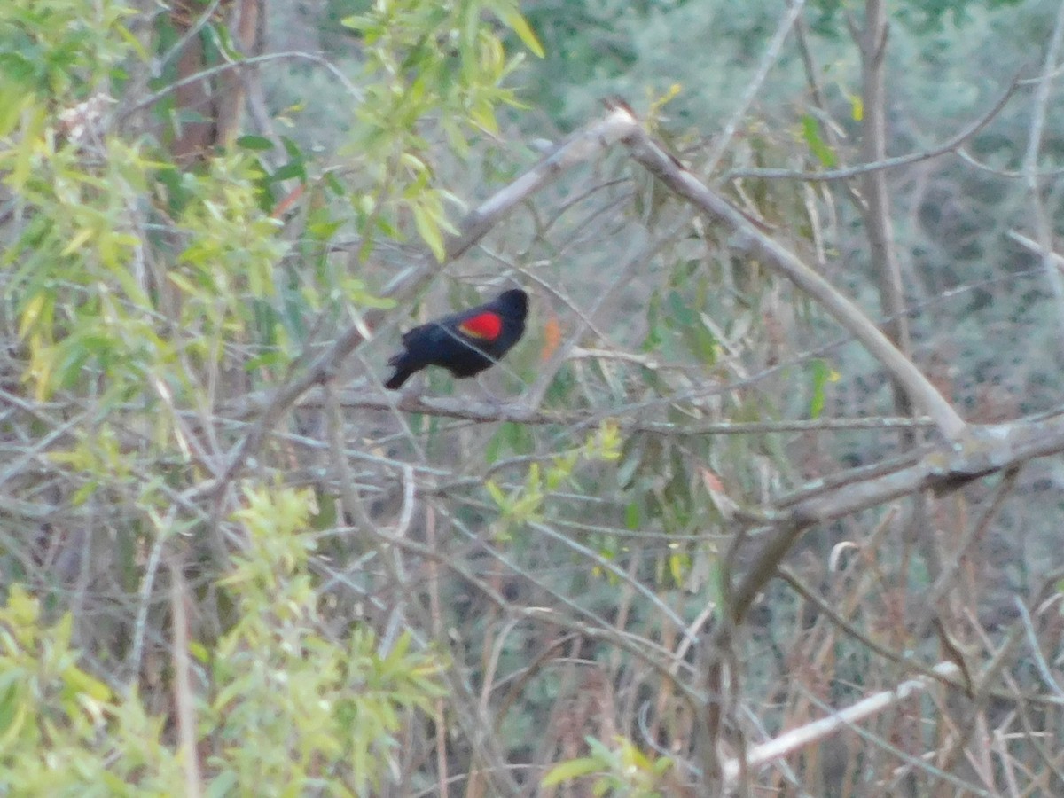 vlhovec červenokřídlý - ML652631373