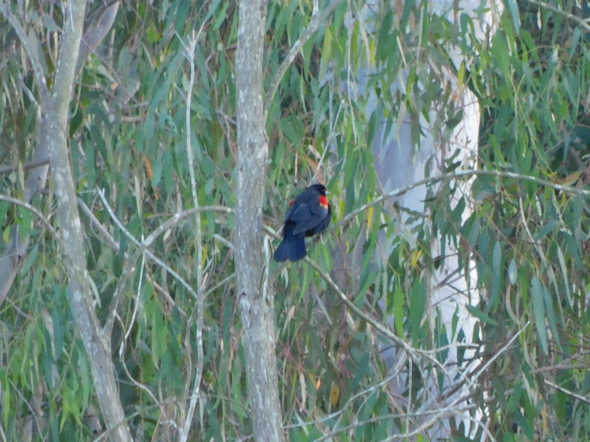 vlhovec červenokřídlý - ML652631374