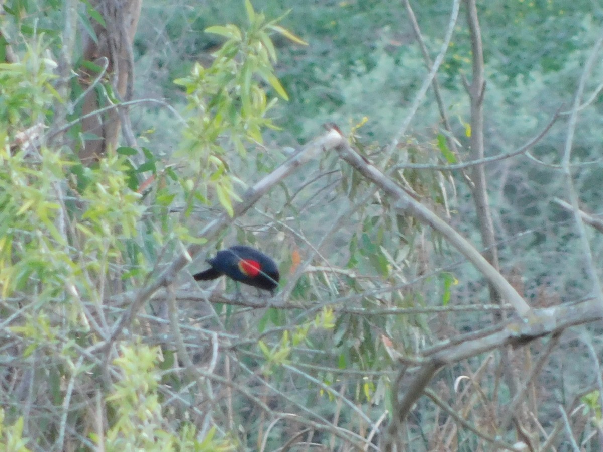 vlhovec červenokřídlý - ML652631375