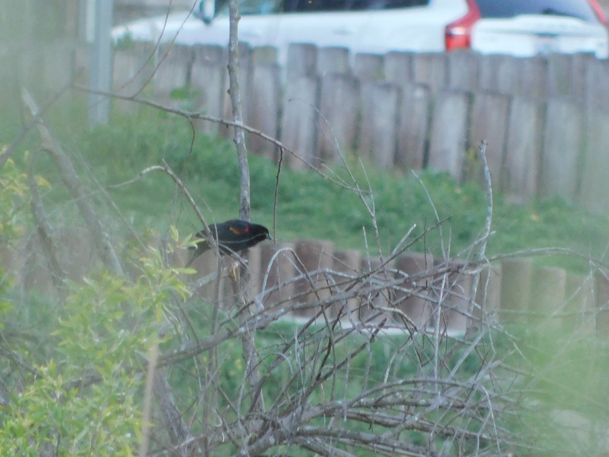 vlhovec červenokřídlý - ML652631376