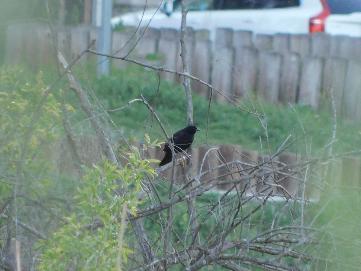 vlhovec červenokřídlý - ML652631378