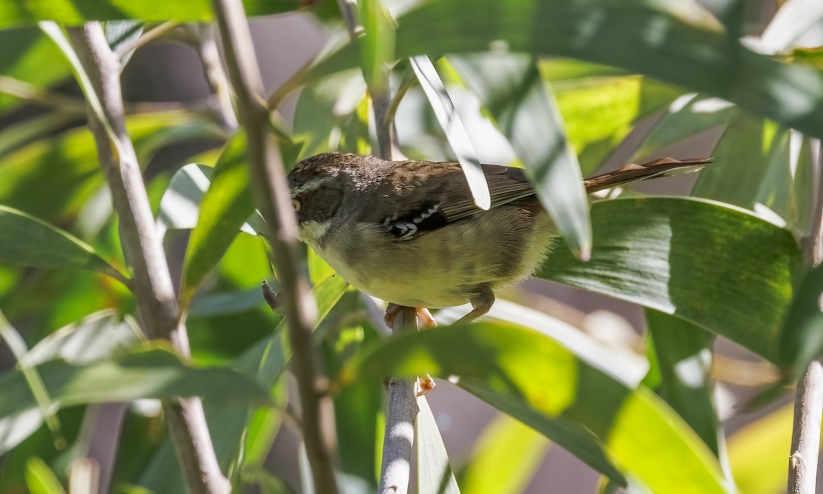 White-browed Scrubwren - ML652631382