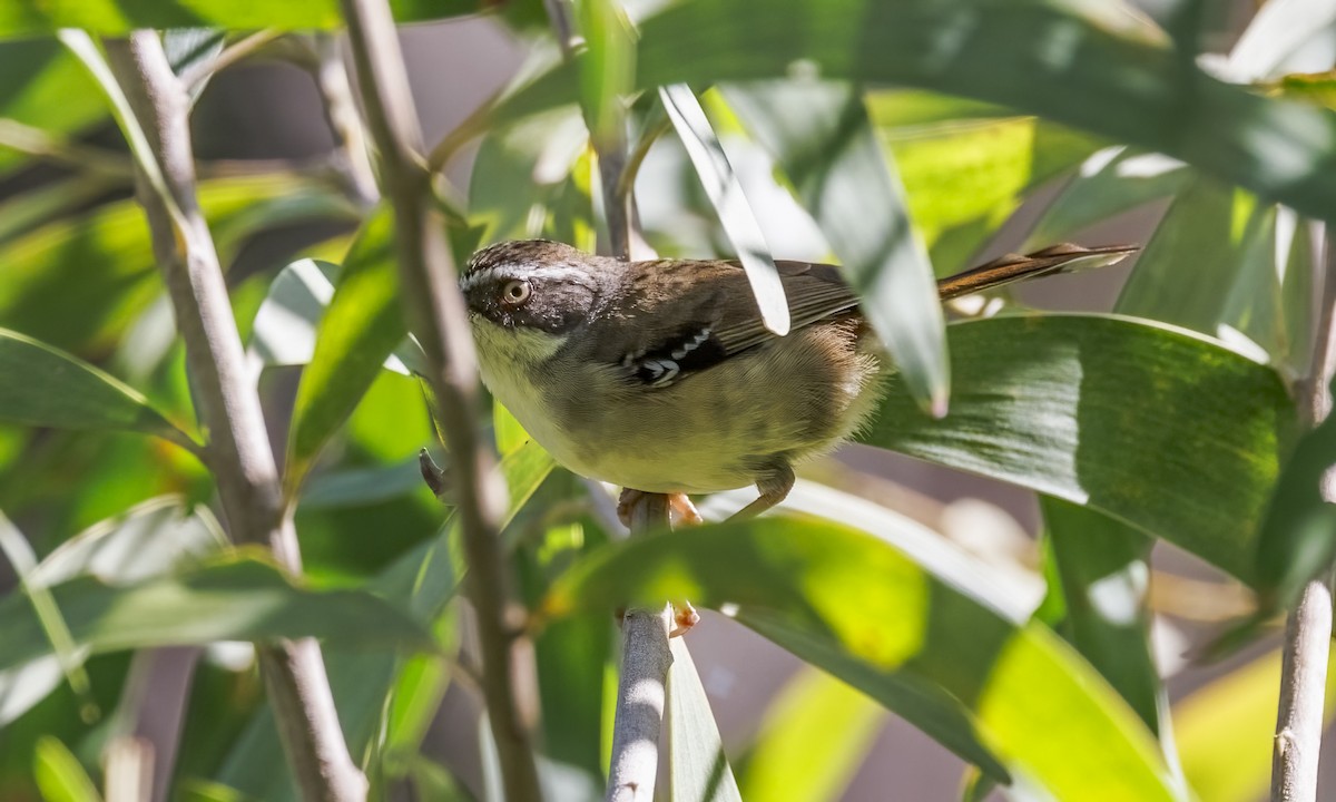 White-browed Scrubwren - ML652631383