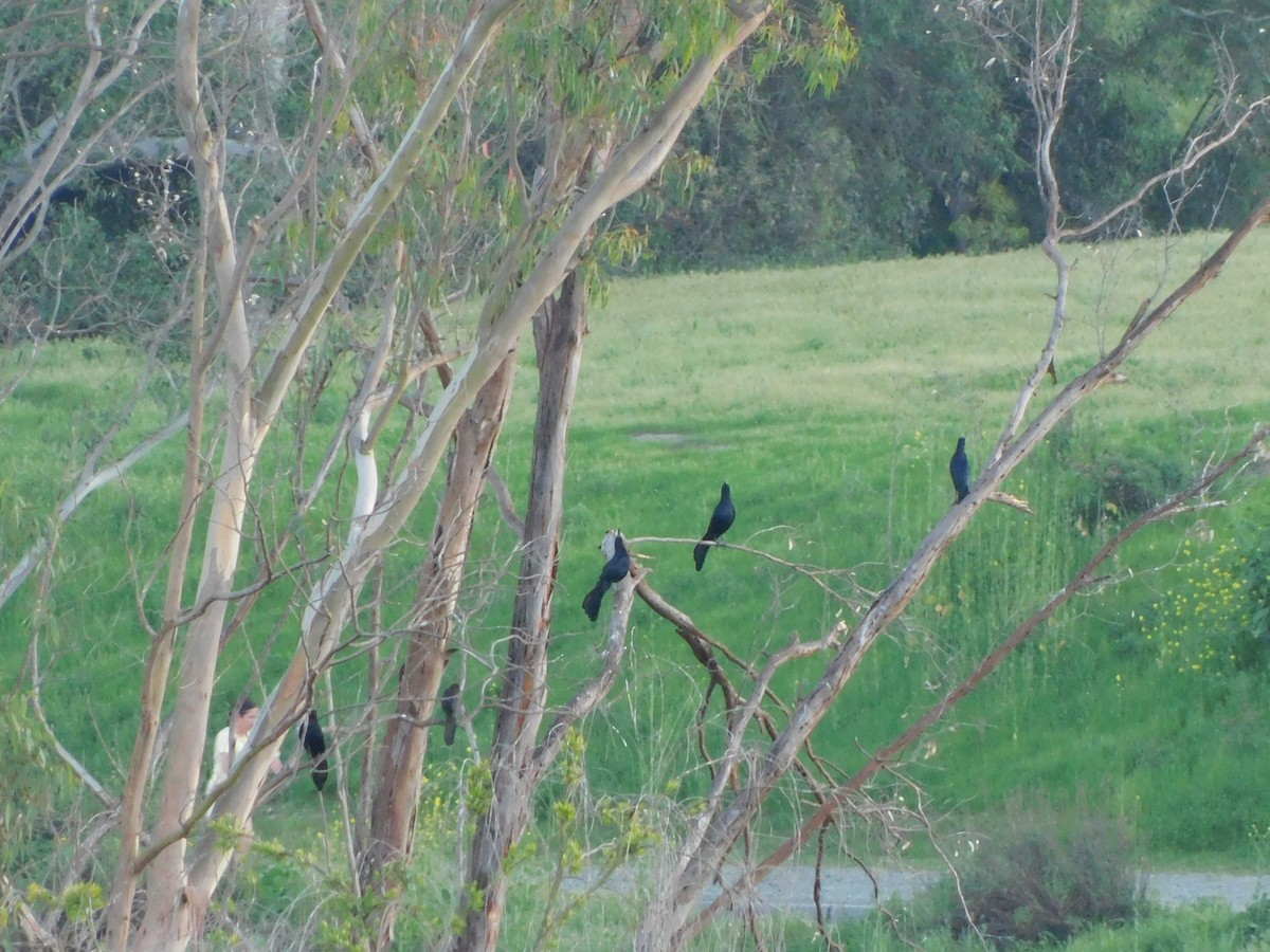 vlhovec velkoocasý - ML652631384