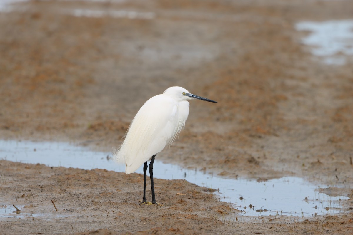 volavka stříbřitá - ML652631385