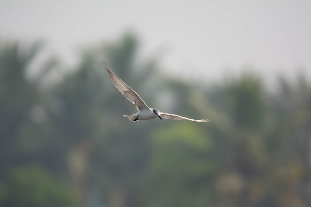 rybák bahenní - ML652631386