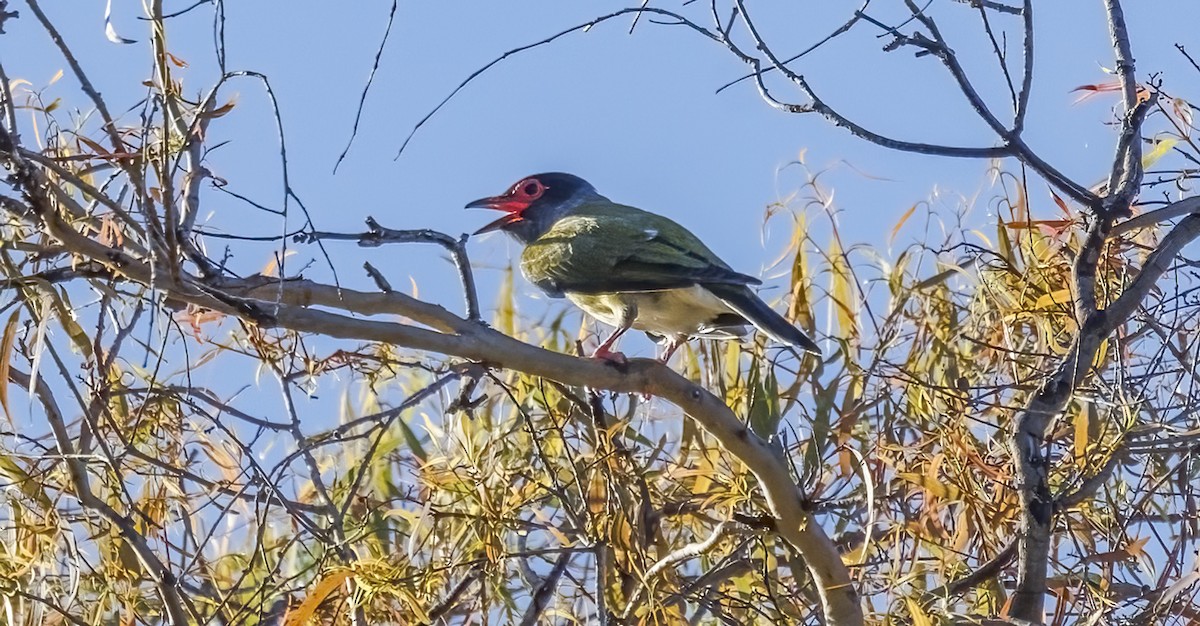 Australasian Figbird - ML652631403
