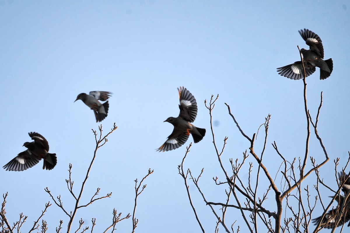 Red-billed Starling - ML652631407