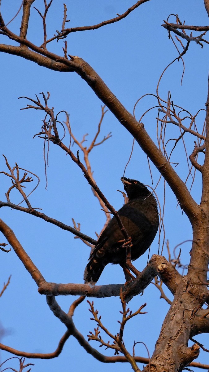 Crested Myna - ML652631408